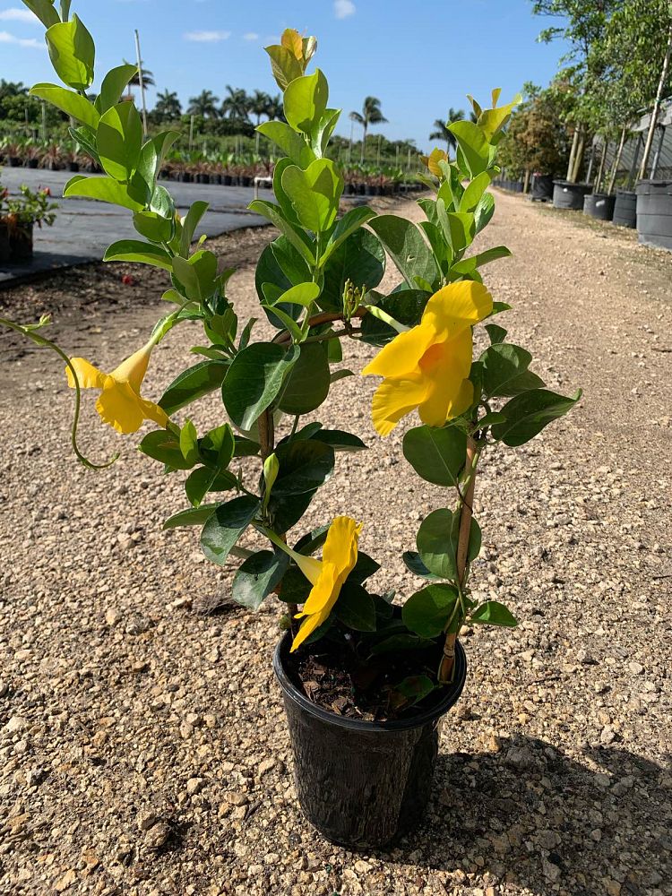 mandevilla-summer-romance-yellow-dipladenia