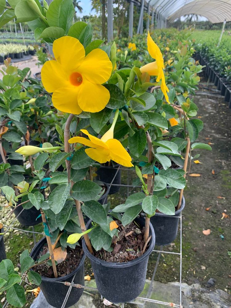 mandevilla-summer-romance-yellow-dipladenia