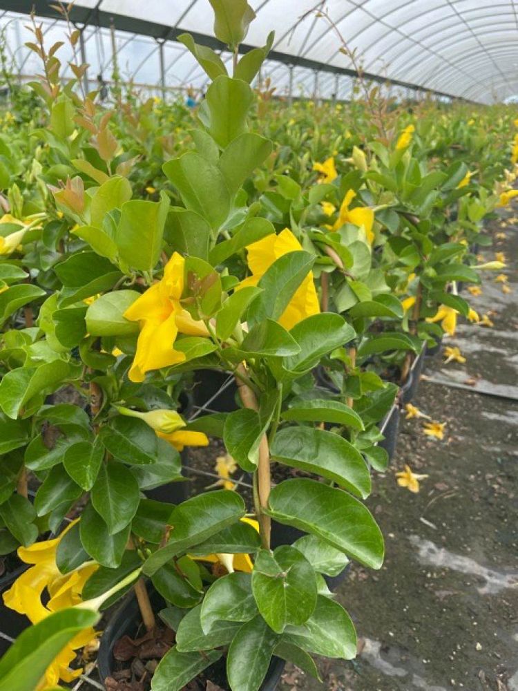 mandevilla-summer-romance-yellow-dipladenia