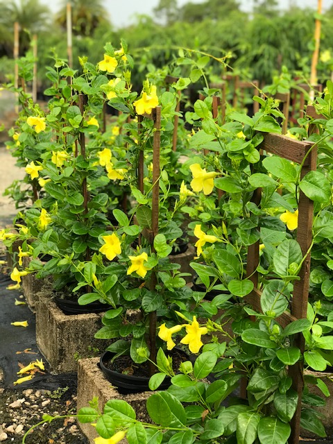 mandevilla-summer-romance-yellow-dipladenia