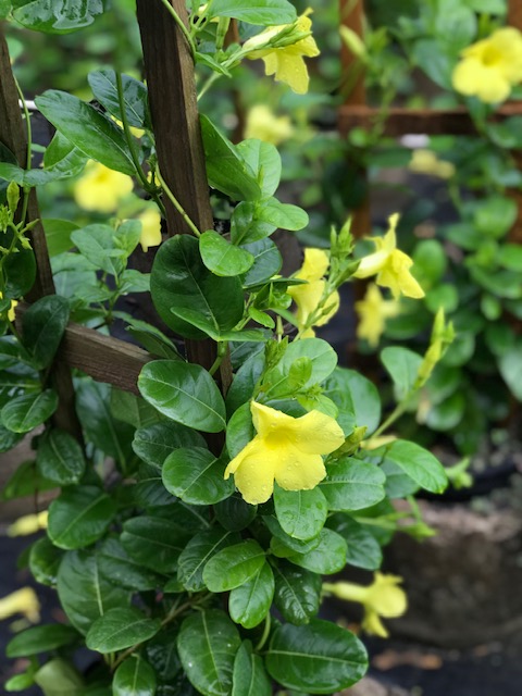 mandevilla-summer-romance-yellow-dipladenia