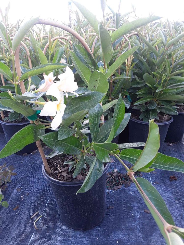 mandevilla-sun-parasol-apricot