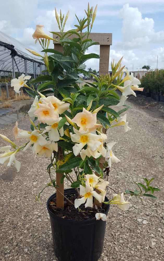 mandevilla-sun-parasol-apricot