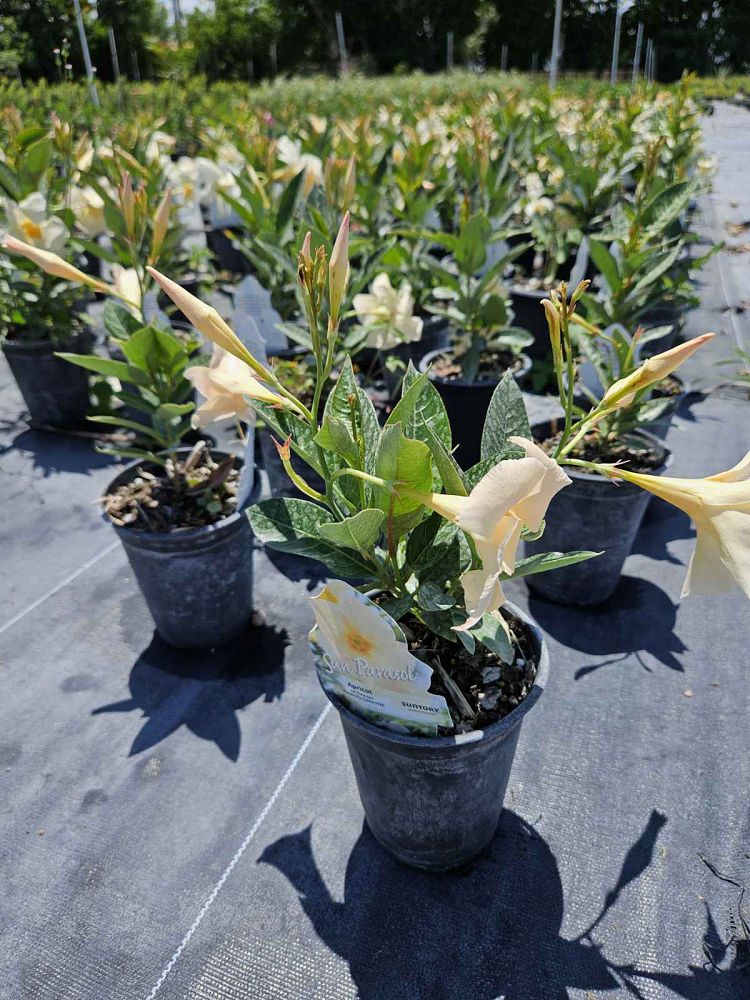 mandevilla-sun-parasol-apricot