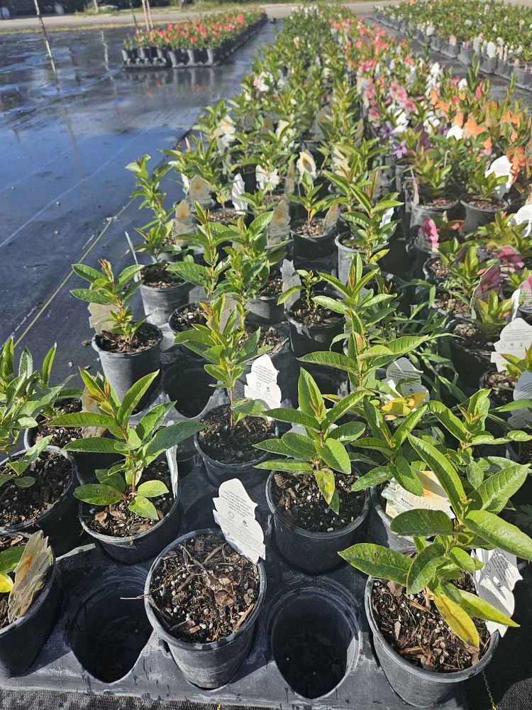 mandevilla-sun-parasol-apricot