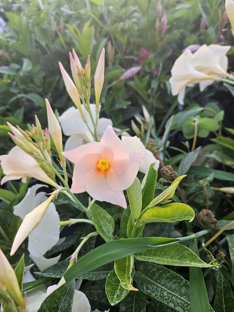 mandevilla-sun-parasol-apricot