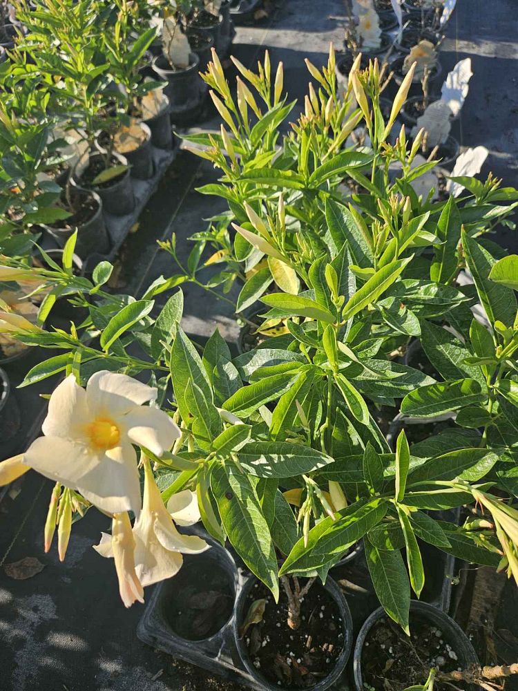 mandevilla-sun-parasol-apricot