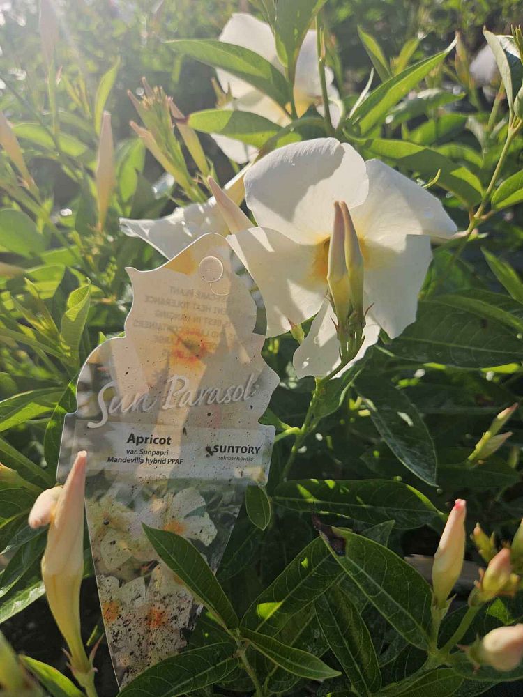 mandevilla-sun-parasol-apricot