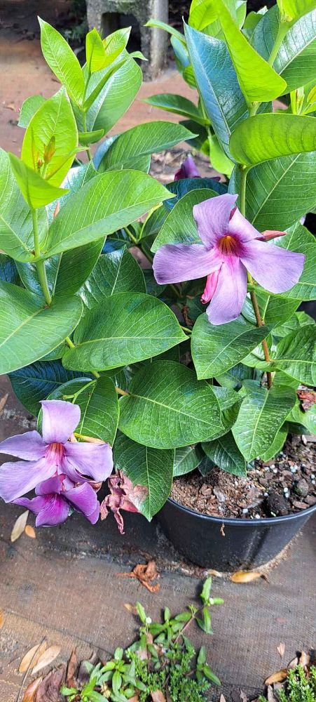 mandevilla-sun-parasol-bluephoria-purple