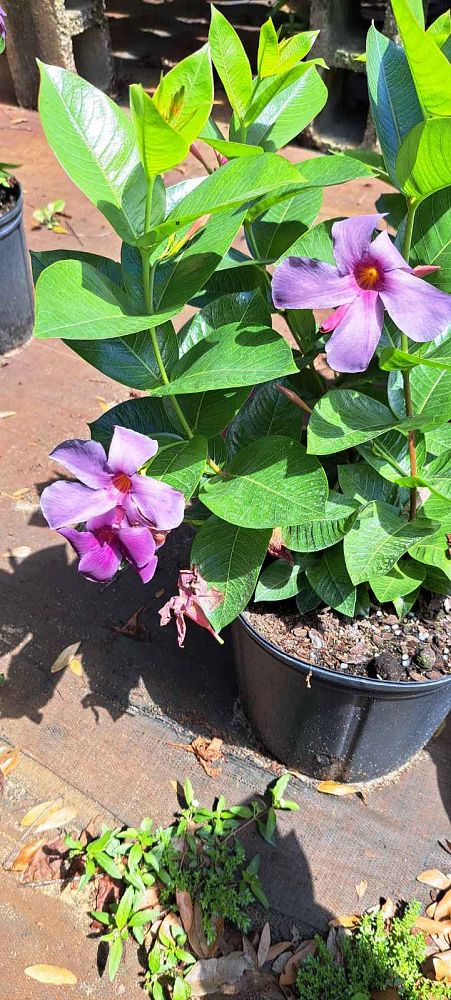 mandevilla-sun-parasol-bluephoria-purple