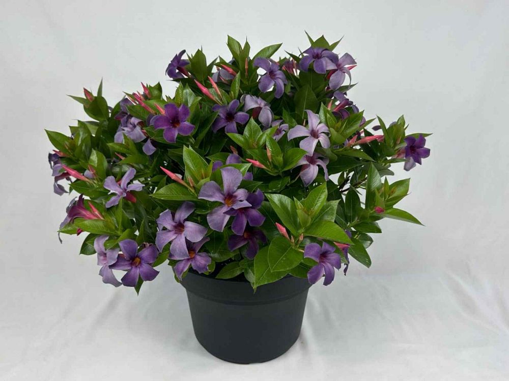 mandevilla-sun-parasol-bluephoria-purple
