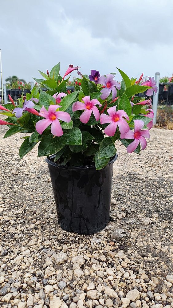 mandevilla-sun-parasol-bluephoria-purple