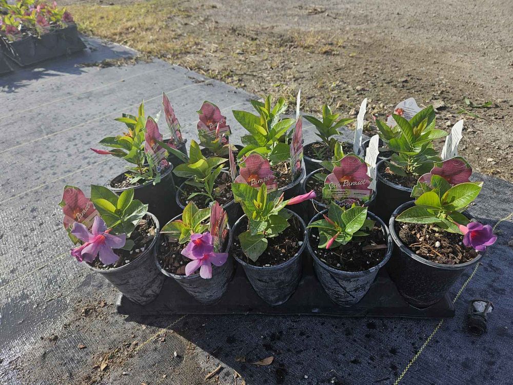 mandevilla-sun-parasol-bluephoria-purple