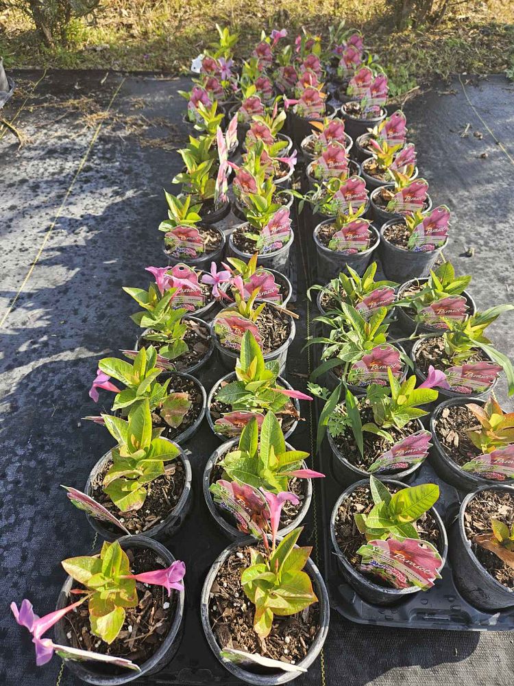 mandevilla-sun-parasol-bluephoria-purple