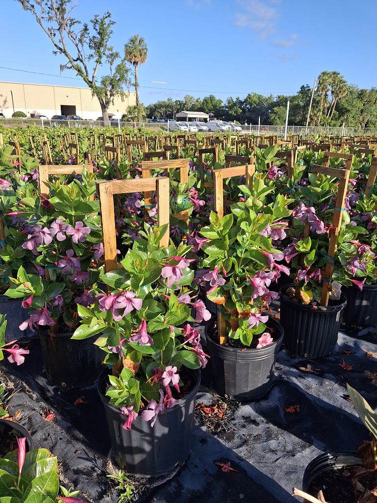 mandevilla-sun-parasol-bluephoria-purple