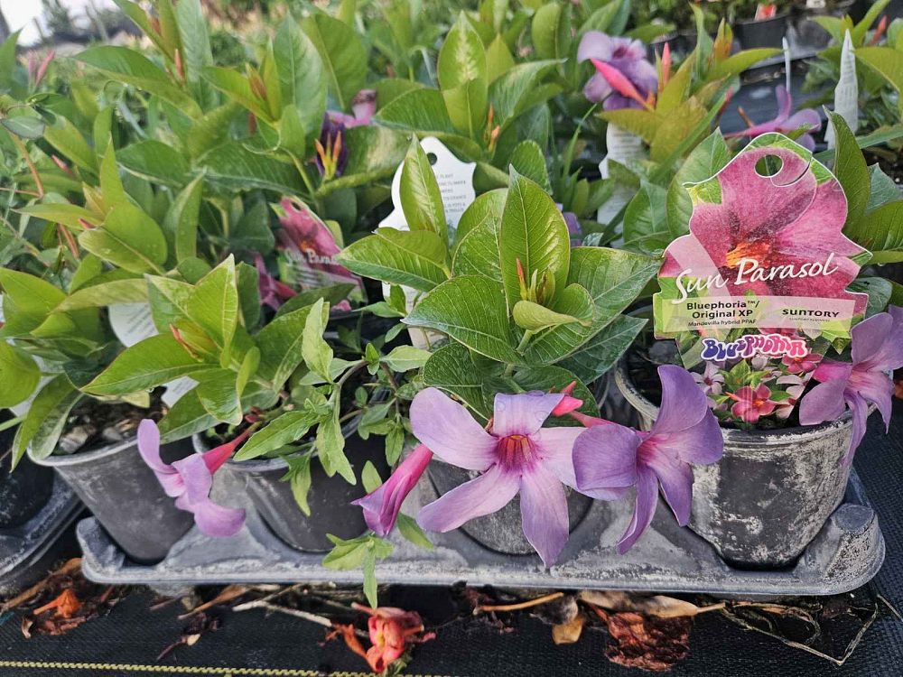 mandevilla-sun-parasol-bluephoria-purple