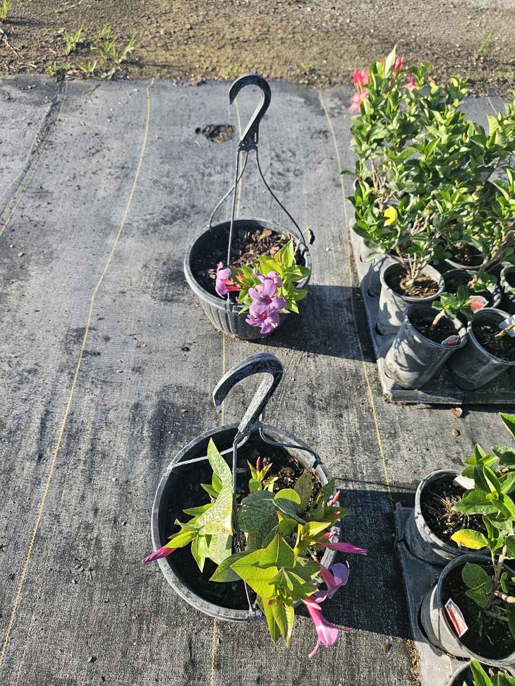 mandevilla-sun-parasol-bluephoria-purple