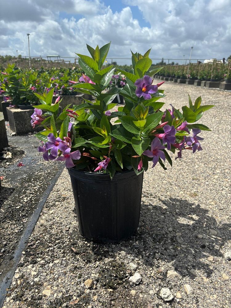 mandevilla-sun-parasol-bluephoria-purple