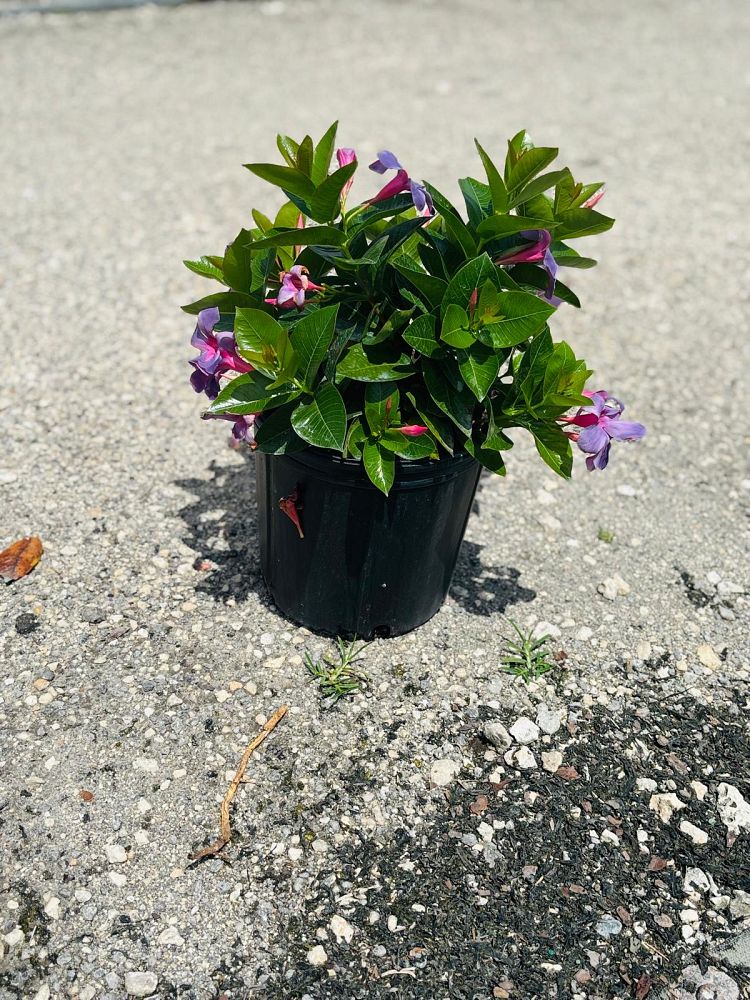 mandevilla-sun-parasol-bluephoria-purple