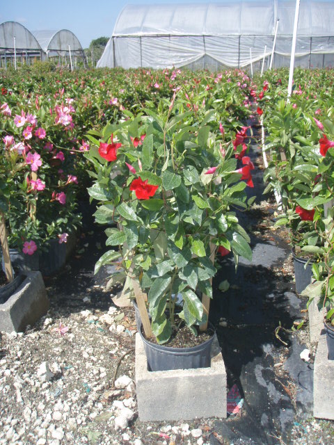 mandevilla-sun-parasol-crimson