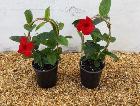 mandevilla-sun-parasol-crimson