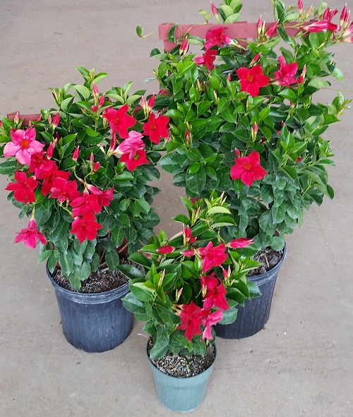 mandevilla-sun-parasol-crimson