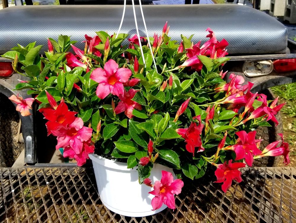 mandevilla-sun-parasol-crimson