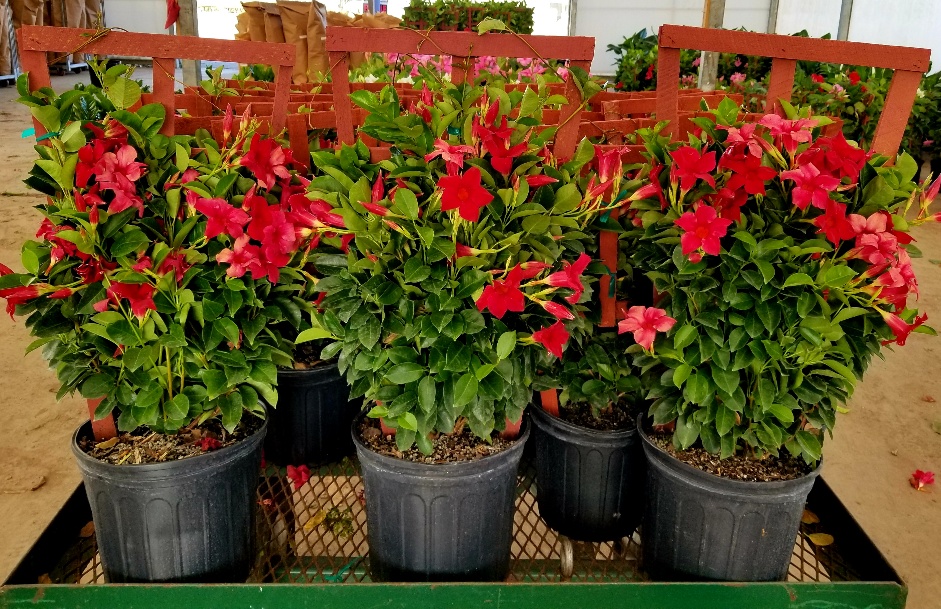 mandevilla-sun-parasol-crimson