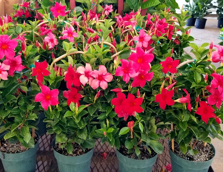 mandevilla-sun-parasol-crimson