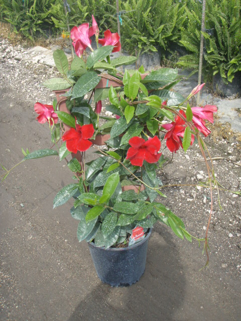 mandevilla-sun-parasol-dark-red