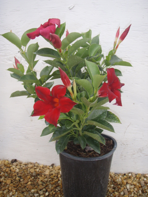 mandevilla-sun-parasol-dark-red
