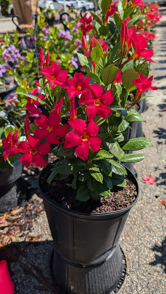 mandevilla-sun-parasol-firedup-coral