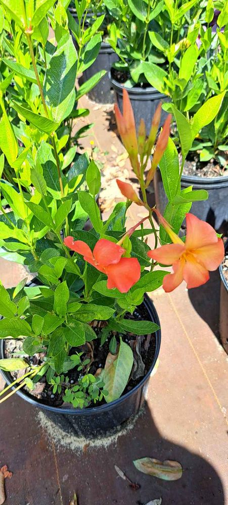 mandevilla-sun-parasol-firedup-orange