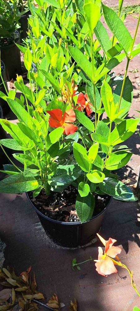 mandevilla-sun-parasol-firedup-orange