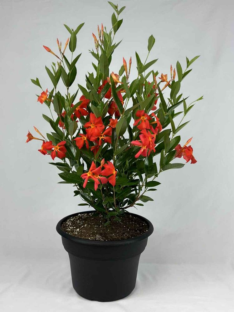 mandevilla-sun-parasol-firedup-orange