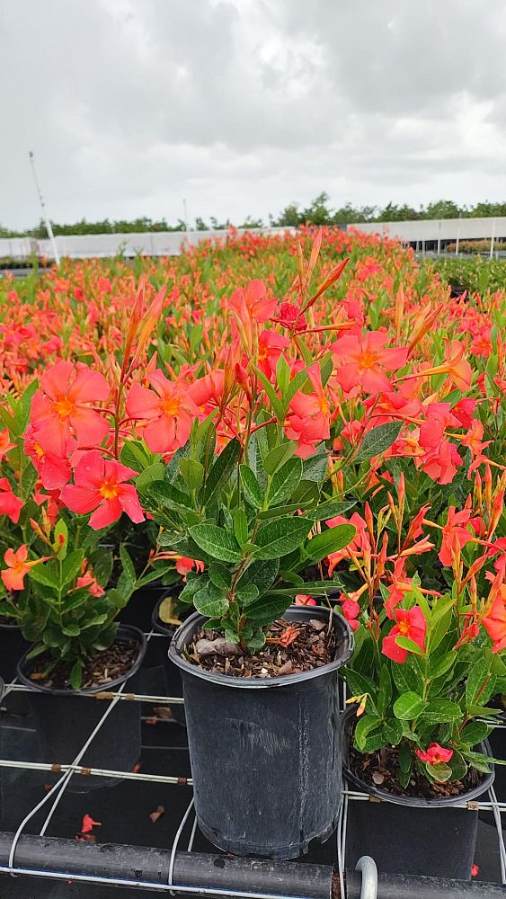 mandevilla-sun-parasol-firedup-orange
