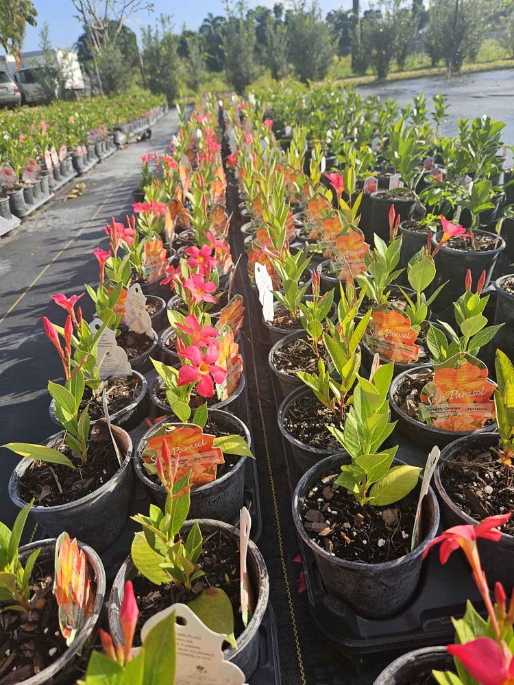 mandevilla-sun-parasol-firedup-orange