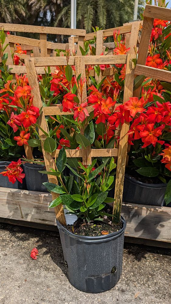 mandevilla-sun-parasol-firedup-orange