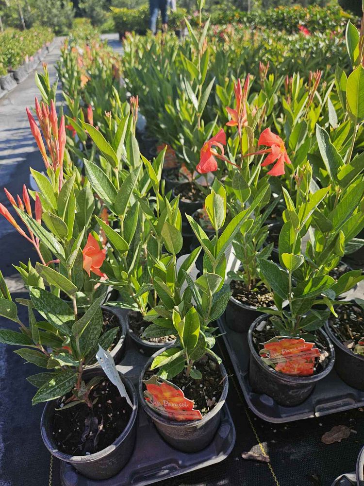 mandevilla-sun-parasol-firedup-orange