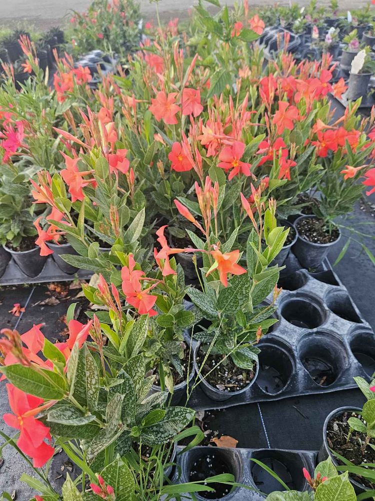 mandevilla-sun-parasol-firedup-orange