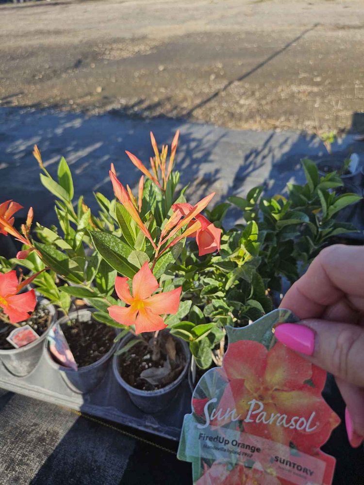 mandevilla-sun-parasol-firedup-orange