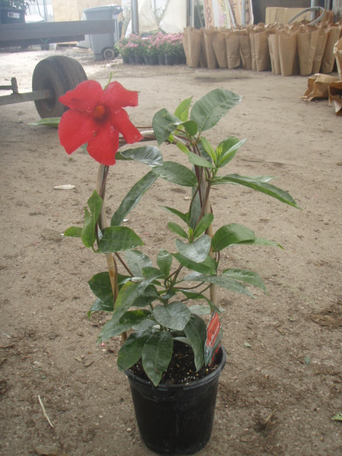 mandevilla-sun-parasol-giant-crimson