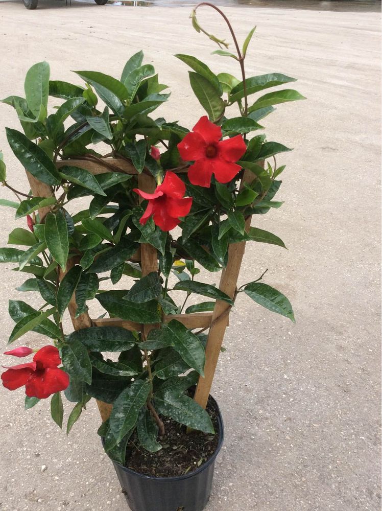 mandevilla-sun-parasol-giant-crimson