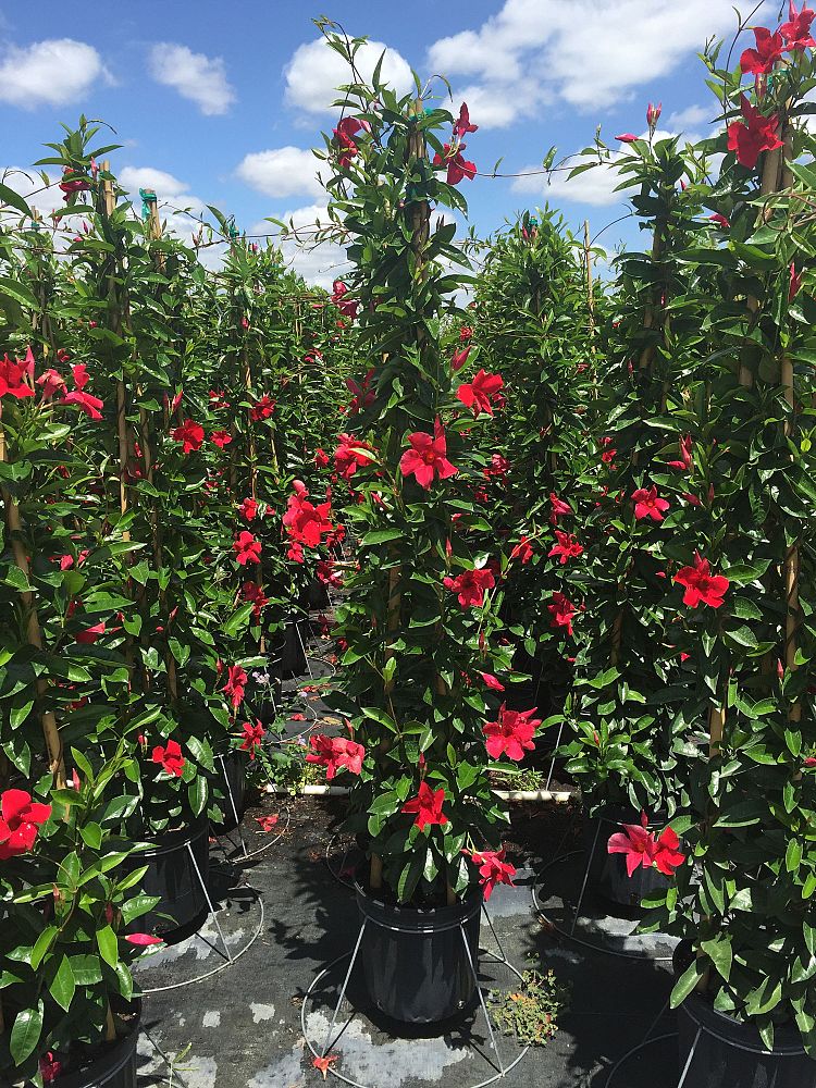 mandevilla-sun-parasol-giant-crimson