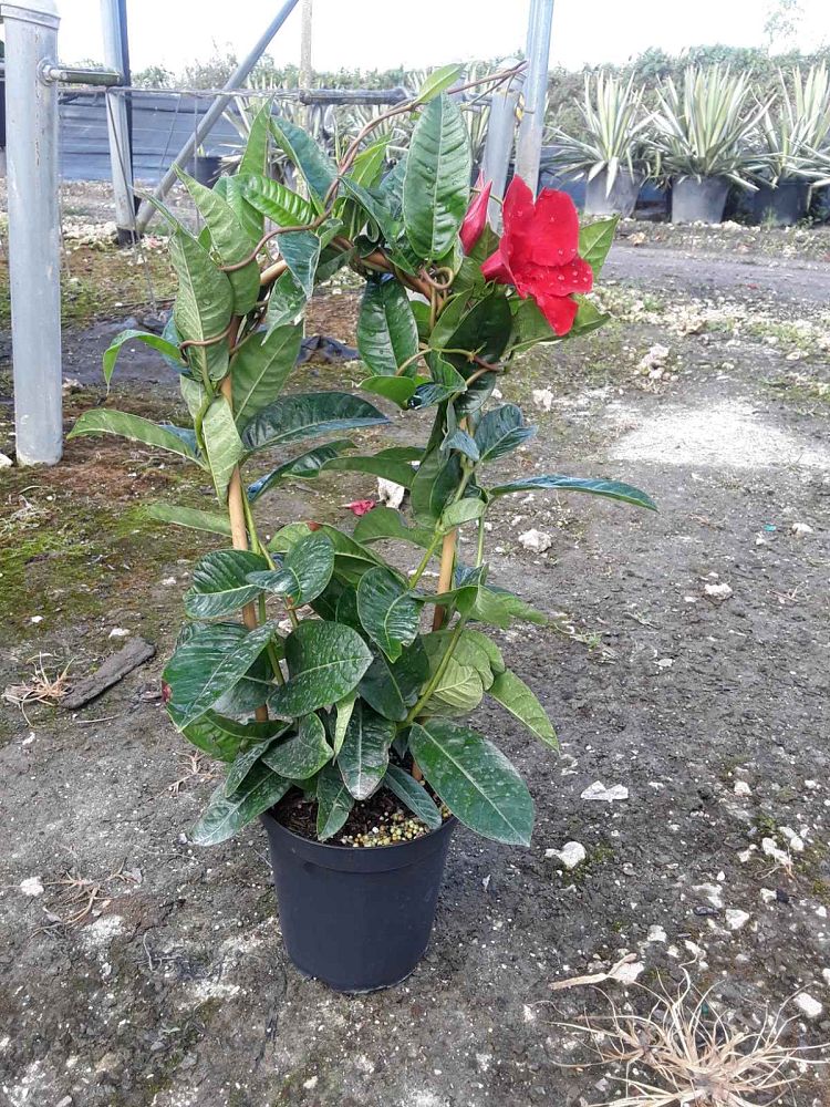 mandevilla-sun-parasol-giant-crimson