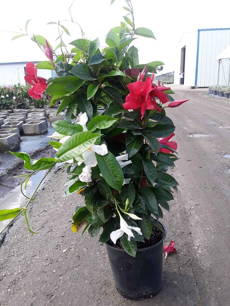 mandevilla-sun-parasol-giant-crimson