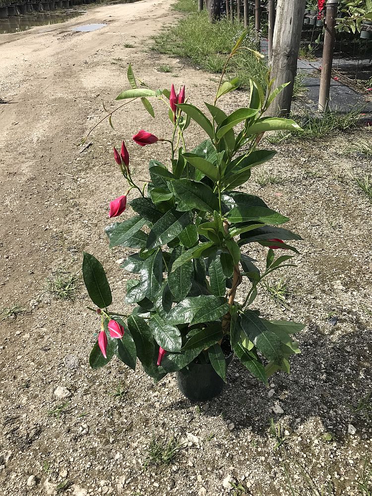 mandevilla-sun-parasol-giant-crimson