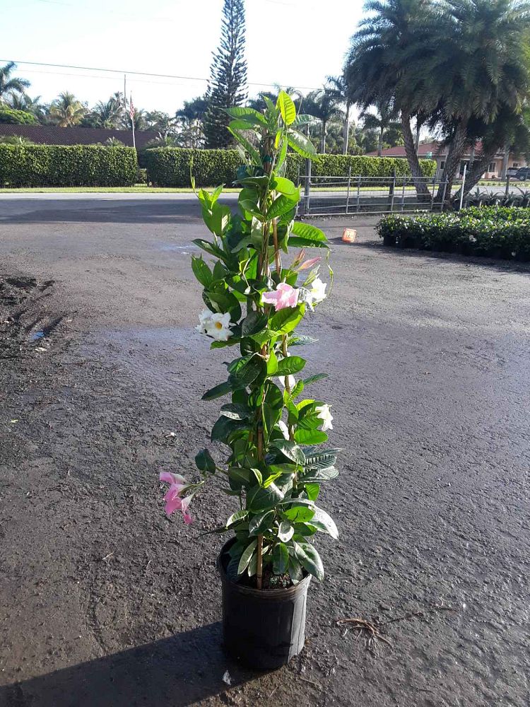 mandevilla-sun-parasol-giant-crimson
