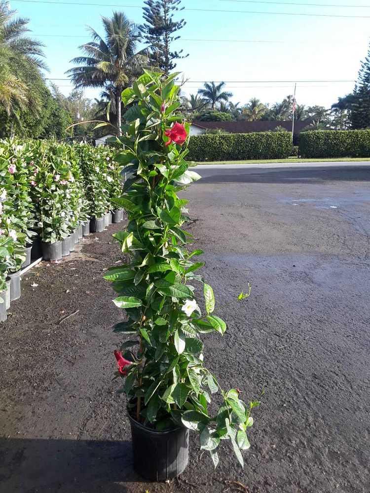 mandevilla-sun-parasol-giant-crimson