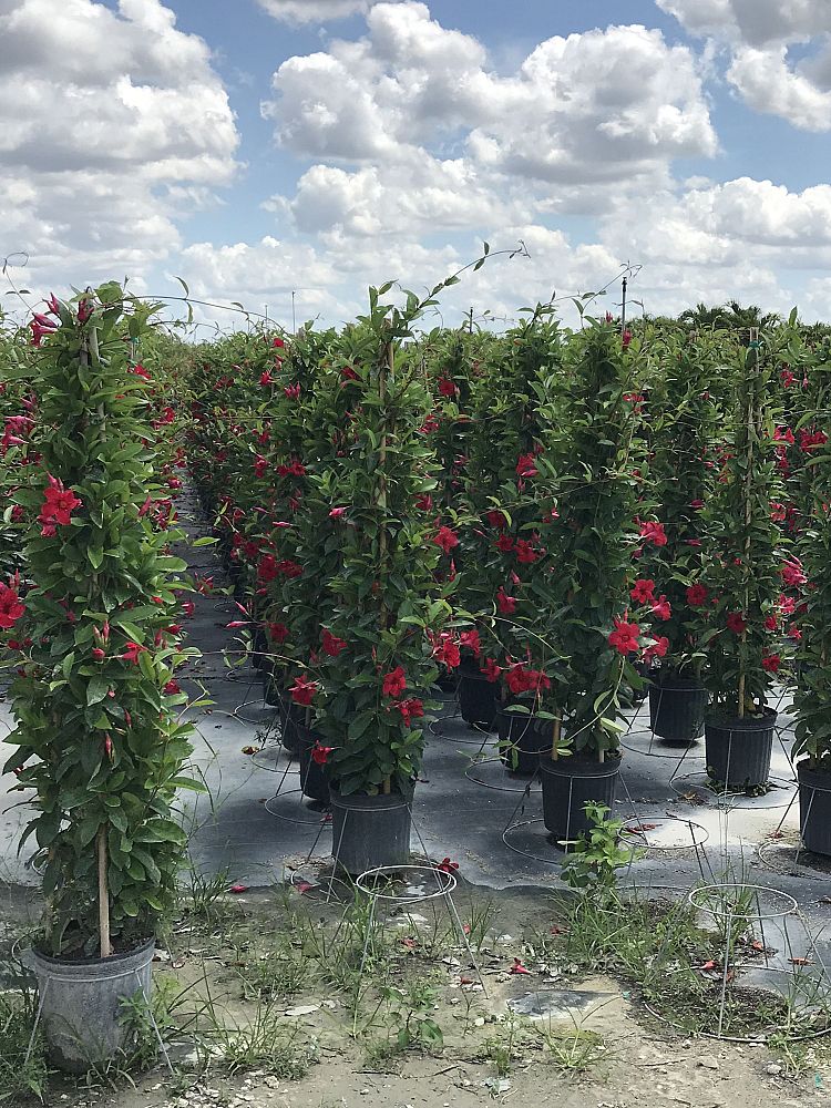 mandevilla-sun-parasol-giant-crimson